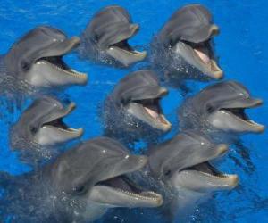 пазл Группа дельфинов